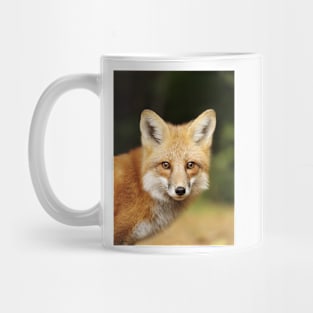 Red Fox, Algonquin Park Mug